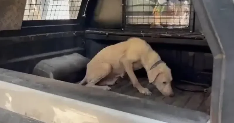 Pirelerin istila ettiği binadan çıkarılan köpeğe, kendisini kurtarıp sahiplenen avukatın adı verildi