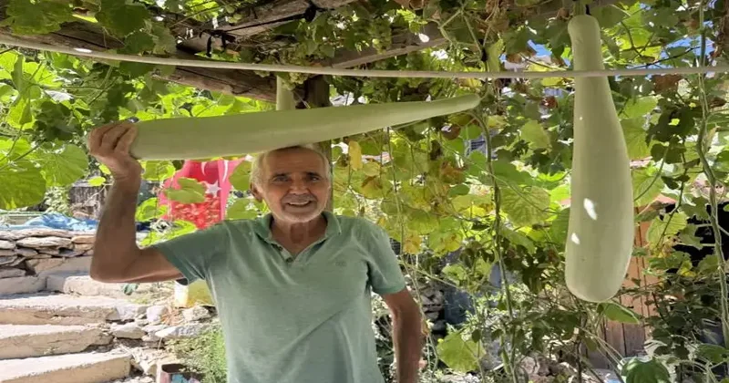 Antalya da deneme amaçlı ekti! Hasada kendisi bile inanamadı... İşte selvi boylu kabaklar