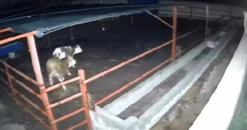 Mandıraya giren kurtlar hayvanlara saldırdı