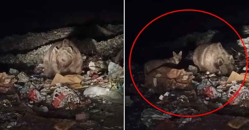 Ayı ve kurtlar yerleşim yerine indi, çöpten yiyecek aradı Sözcü Gazetesi