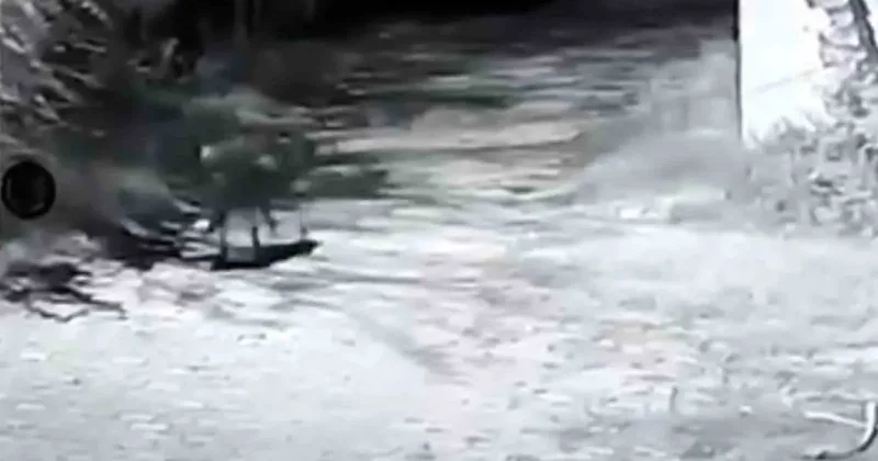 Edirne’de çiftliğe kurt girdi: 1 koyun telef oldu