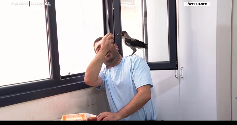 Yaralı bulduğu karga ile dost oldu: Besle kargayı oysun gözünü atasözü tarihe mi karışıyor?