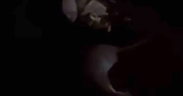Yüksekova’da su samuru görüntülendi