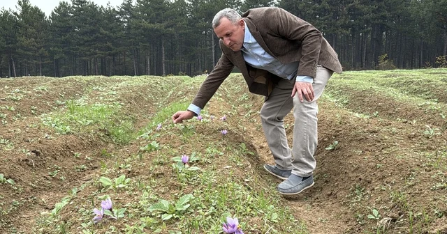 Dünyanın en pahalı baharatı safranın hasadı başladı Karabük Haberleri