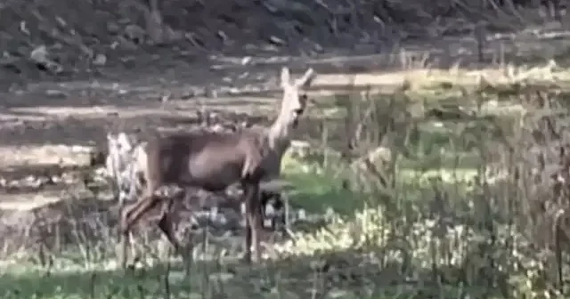 Karabük te erkek geyik ve karaca görüntülendi VİDEO İZLE