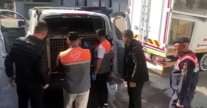 Jandarmadan köpek dövüşçülerine suçüstü