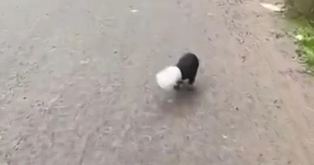 Başı plastik kaba sıkışan yavru köpeği kamyon şoförü kurtardı Yalova Haberleri