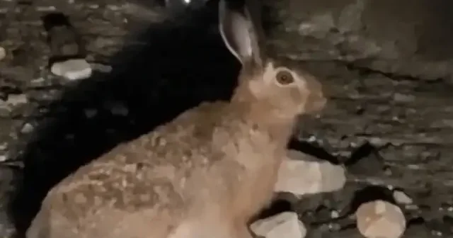 Erzurum da Arap tavşanı görüntülendi VİDEO İZLE