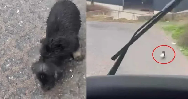 Yalova’da yürekleri ısıtan olay! Aracını durdurup yavru köpeğin yardımına koştu
