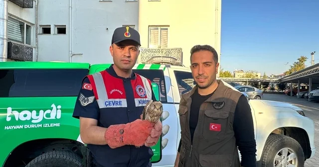 Kilis te yaralı bulunan kerkenez kuşu koruma altına alındı Kilis Haberleri