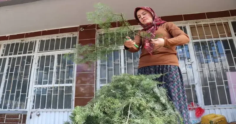 Ormanlardan izinle toplanıyor! Burdur da üretilen çelenkler Avrupa ya ihraç ediliyor