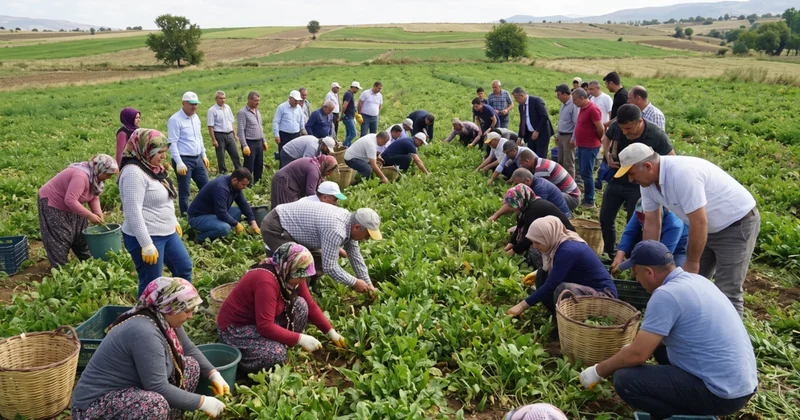 Getirisini duyanlar memurluğu bıraktı: Hasat eden bir ayda hem araba hem ev alıyor Sözcü Gazetesi