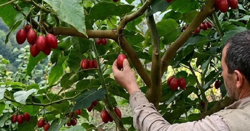 Domatesler salkım salkım ağaçtan hasat ediliyor: Kilosu çok pahalı Sözcü Gazetesi