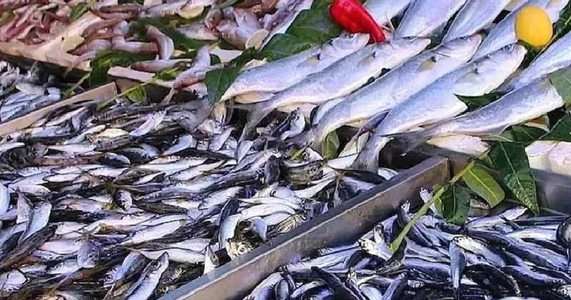 Hamsiden 2 kat fazla omega 3 sağlıyor: Tezgahın süper balığı değişti Sözcü Gazetesi