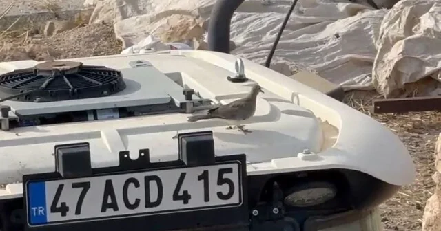 Kumrunun yuva yaptığı traktörünü 33 gün sonra yeniden çalıştırdı Mardin Son Dakika Haberleri Habertürk Yerel Haberler