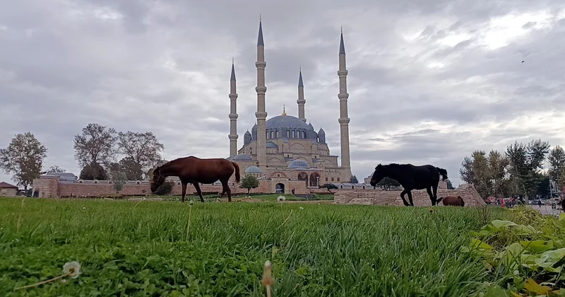Edirne de Selimiye Meydanı ndaki 3 başıboş at belediye ekiplerince uzaklaştırıldı