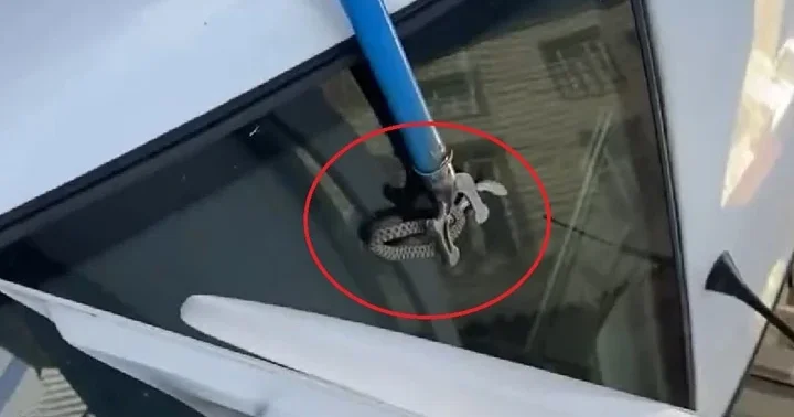 Diyarbakır da otomobilin bagajına giren yılanı esnaf çıkardı