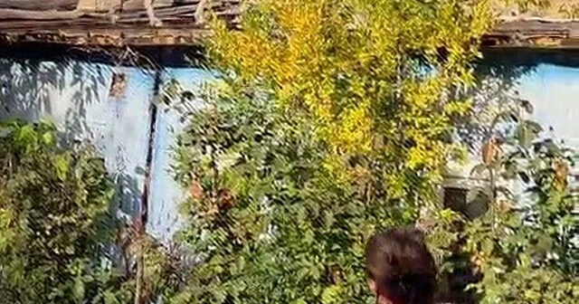 Erzurum da ezber bozan dostluk: Dağ keçileri evin çatısını mesken tuttu Ürkek canlılar güvenli limanı Erzurum da buldu, Liderlerine Kamir adını verdi, hem besliyor hem koruyor Erzurum Haber Habertürk Yerel Haberler