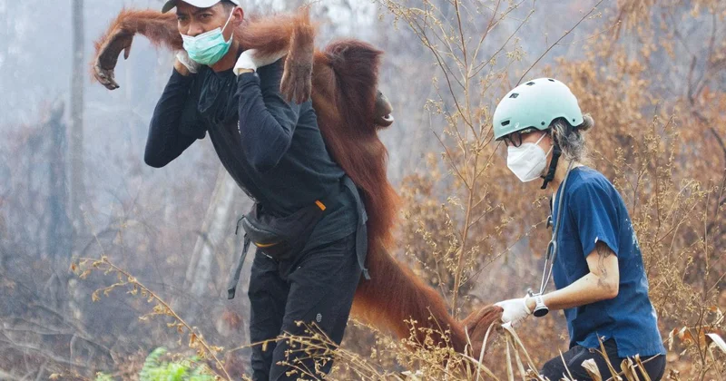 Endonezya da yangın alarmı: Orangutanları kurtarmak için zamanla yarış