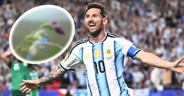 Messi’nin ismi Peru’da keşfedilen yeni bitki türüne verildi