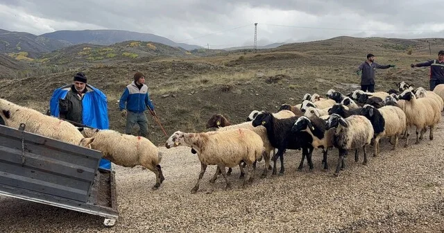 Erzincan da yayla sezonu sona erdi, dönüş yolculuğu başladı Erzincan Tulum Peyniri üreticilerinden üretim sezonuna halaylı veda Erzincan Son Dakika Haberleri Habertürk Yerel Haberler