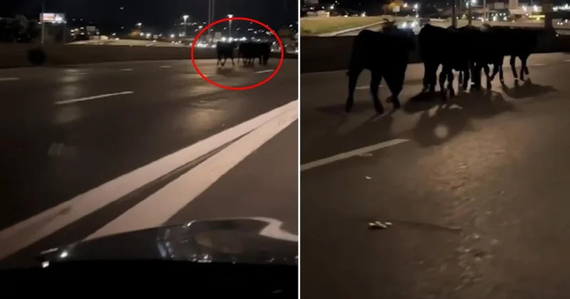 Tır köprüden uçtu! Şehir bir anda ineklerle doldu