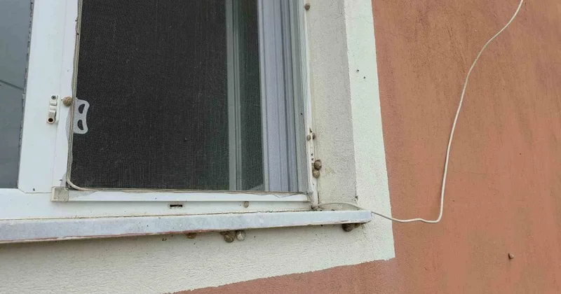 Hatay Hassa da salyangozlar 8 evi sardı, ilaç ve tuz çözüm olmadı