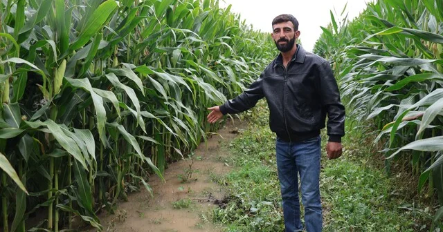 Dereden taşan su, 300 dönümlük araziyi su altında bıraktı Selden dolayı taşan dere suları, silajlık mısır tarlasını su içinde bıraktı Elazığ Haberleri Habertürk Yerel Haberler
