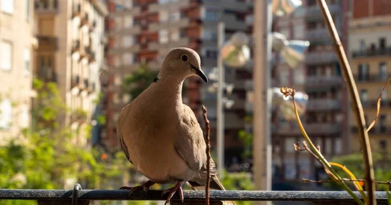 Kuşların balkona yuva yapması meğer bu anlama geliyormuş! Sözcü Gazetesi