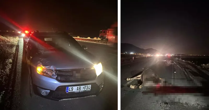 Muş ta yola çıkan inekler kazaya neden oldu: 1 yaralı