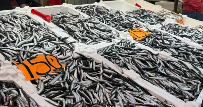 Hamsi azaldı, fiyatlar yeniden yükselişte