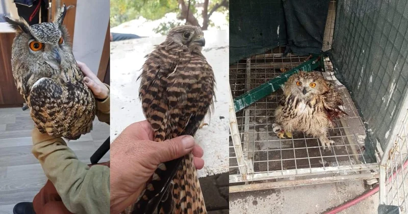 Şırnak ta yaralı ve bitkin bulunan 4 kuş tedavi altına alındı