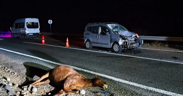 Kars ta hayvanlara çarpan hafif ticari araçtaki 2 kişi ağır yaralandı Kars Haberleri