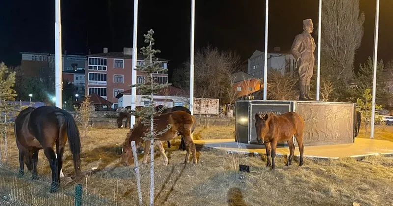 Ardahan sokaklarında sürpriz misafirler! Yılkı atları şehre indi