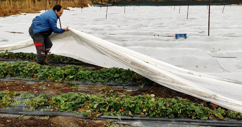 Erzincan da hasadı başladı: Isı tülü ile önlem alıyorlar! Görenler şok oluyor