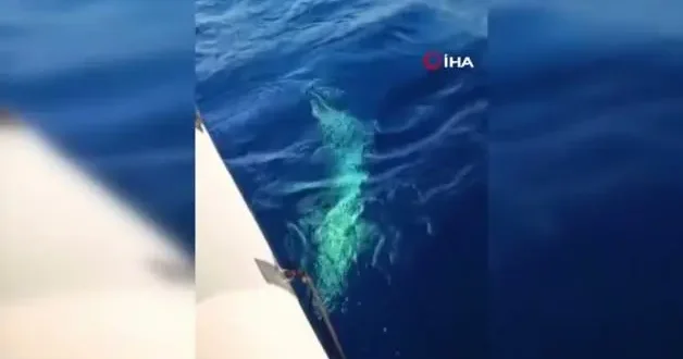 Köpek balığı amatör balıkçılara dehşeti yaşattı