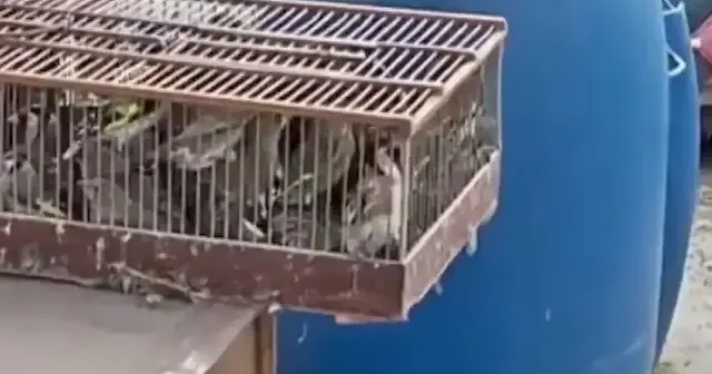 Bursa da kuş kaçakçılarına ağır ceza: 79 kuşa el konuldu 415 bin TL para cezası uygulandı VİDEO İZLE