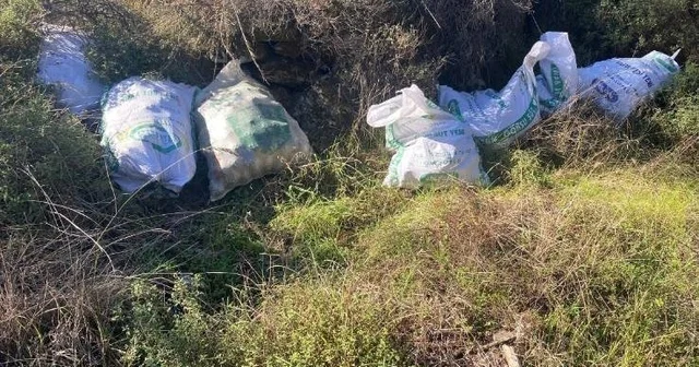 Çaldıkları çam fıstıklarını otların arasına sakladılar Aydın Haberleri