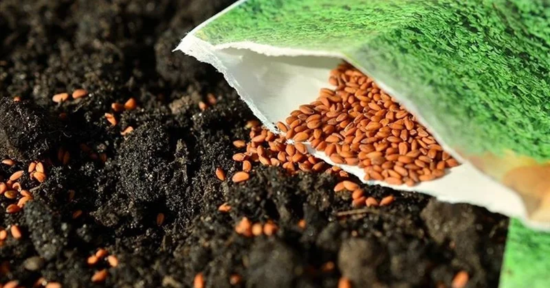 Türkiye 100 den fazla ülkeye tohum ihraç ediyor