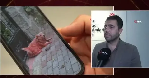 Kocaeli de renkli köpekleri görenler şaşırdı! Uzman isim açıklık getirdi