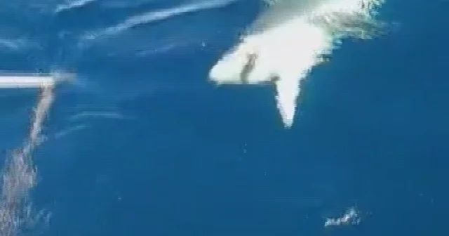 Amatör balıkçılar köpek balığından 1 saat süren mücadeleyle kurtuldu, o anlar kamareya yansıdı Amatör balıkçı Ufuk Ekizoğlu: Yüzeye getirdiğimizde köpek balığının çok büyük olduğunu fark ettik ve bu durum da korkutucuydu Hatay Haberleri