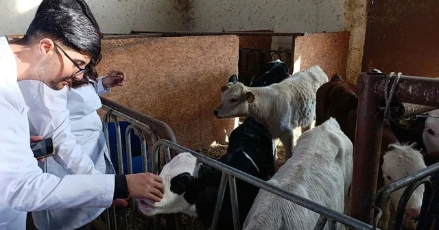 Üniversite öğrencileri Van da sertifikalı sığır yetiştiriciliği eğitimine katıldı Ardahan Haberleri