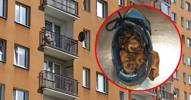 Ayakkabılarını balkonda bırakmıştı, içini gördüğünde nutku tutuldu: Birbirlerine sokulmuşlar... Sözcü Gazetesi