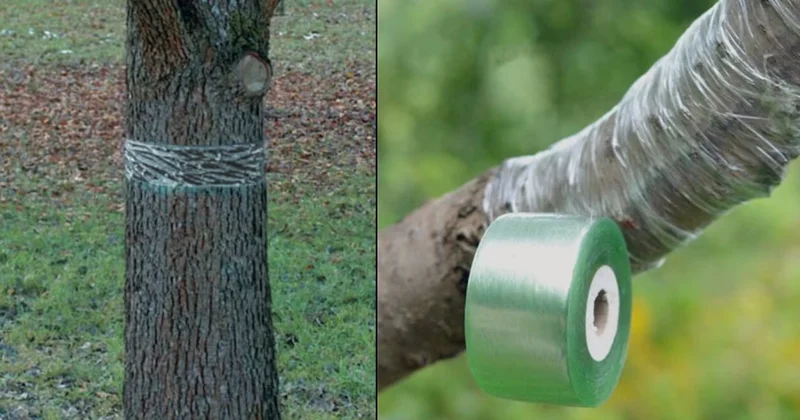Avrupa da çiftçiler ağaçlarına bant yapıştırmaya başladı! Mart ayında sökecekler Sözcü Gazetesi