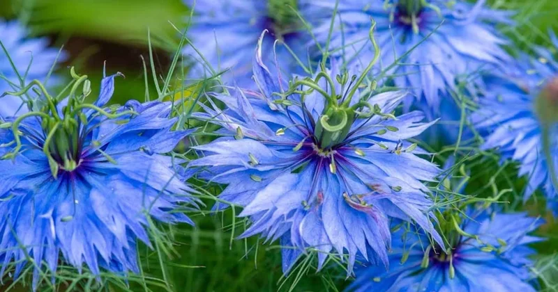 Namı diğer Firavun altını, Türkler sofralarından eksik etmiyor: Kolesterolü düşürdüğü kanıtlandı, 1 kaşık yetiyor Sözcü Gazetesi