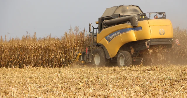 Mardin Ovası nda mısır hasadı başladı; 2 milyon ton rekolte bekleniyor Mardin Haberleri