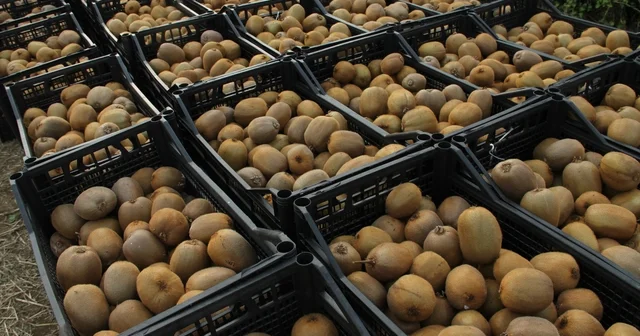 Kivide 13 bin 800 ton hasat Samsun Haberleri