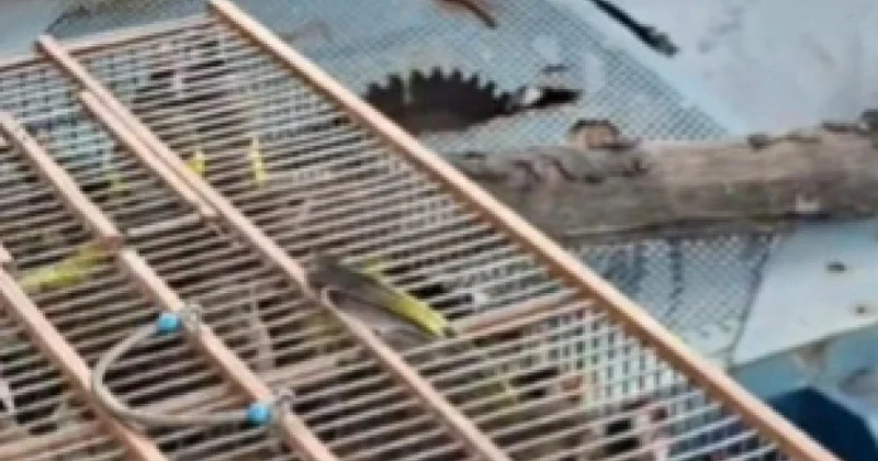 Bursa da kuş kaçakçılarına 415 bin lira ceza