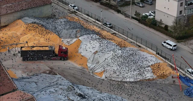 Güvercinler için adeta açık büfe Yüzlerce güvercin açık alandaki hububat yığınlarında karınlarını doyuruyor Senkronize hareketleri dron ile görüntülenen, nasibinin peşinde kanat çırpan güvercinler güzel görüntüler oluşturdu Eskişehir Haberleri