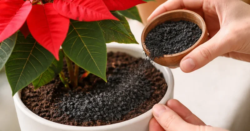 Çiçeğiniz 1 yıl boyunca açacak: Saksı dibine bir kase dökün yeterli Sözcü Gazetesi